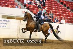 19BUCK_02373 proof