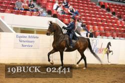 19BUCK_02441 proof