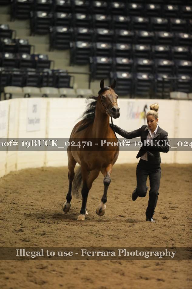 Proof 19BUCK_02470
