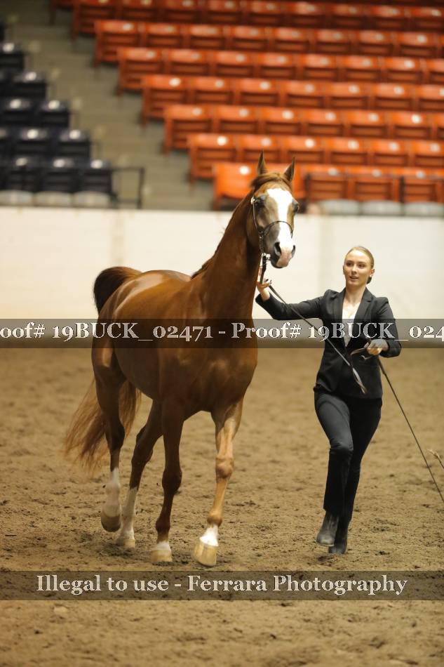 Proof 19BUCK_02471