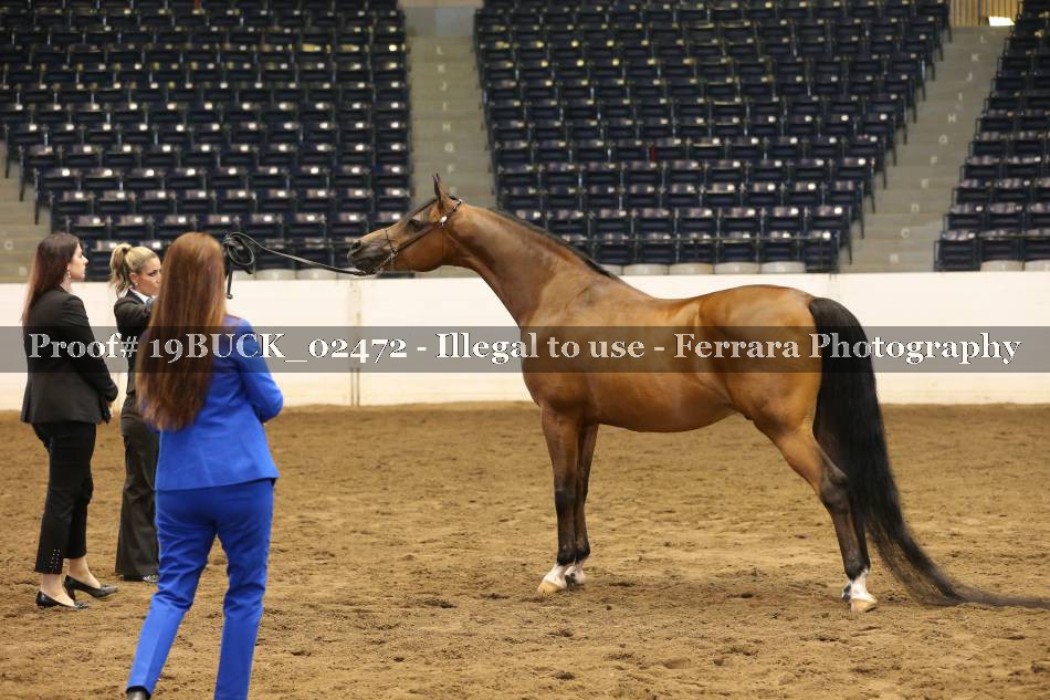 Proof 19BUCK_02472