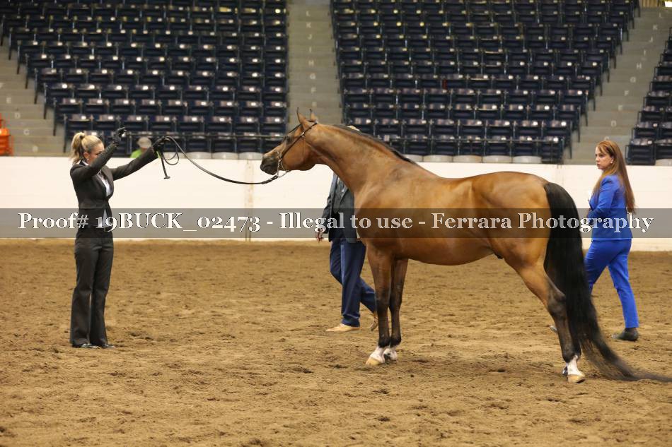 Proof 19BUCK_02473