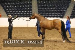 19BUCK_02473 proof
