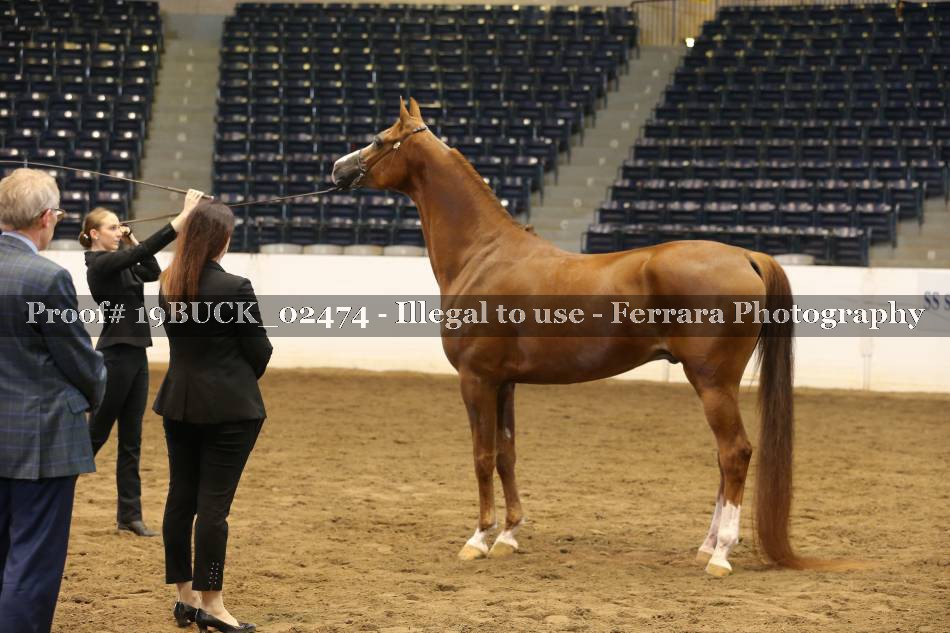 Proof 19BUCK_02474