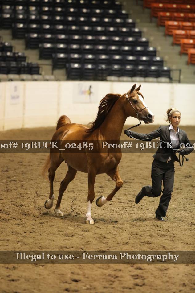 Proof 19BUCK_02485