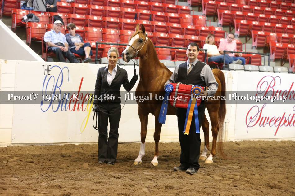 Proof 19BUCK_02486