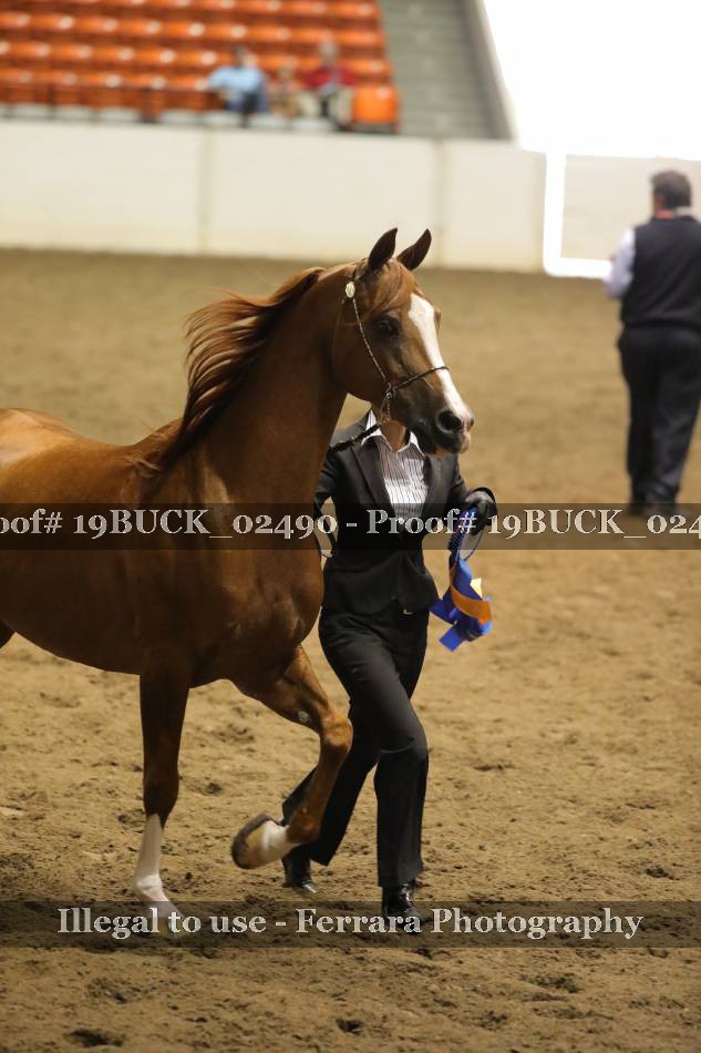 Proof 19BUCK_02490