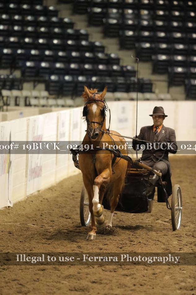 Proof 19BUCK_02491