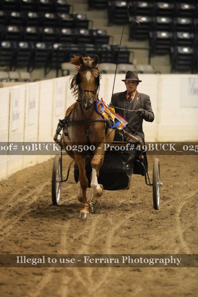 Proof 19BUCK_02500
