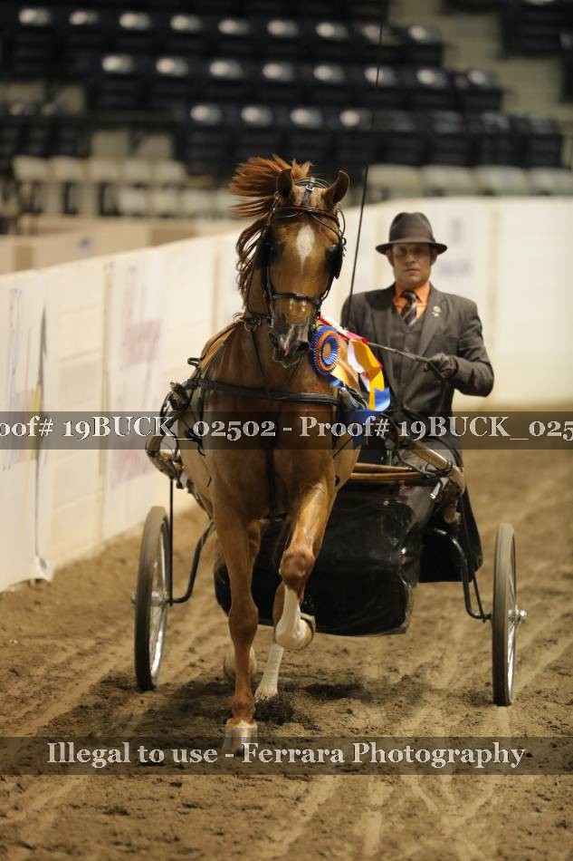Proof 19BUCK_02502