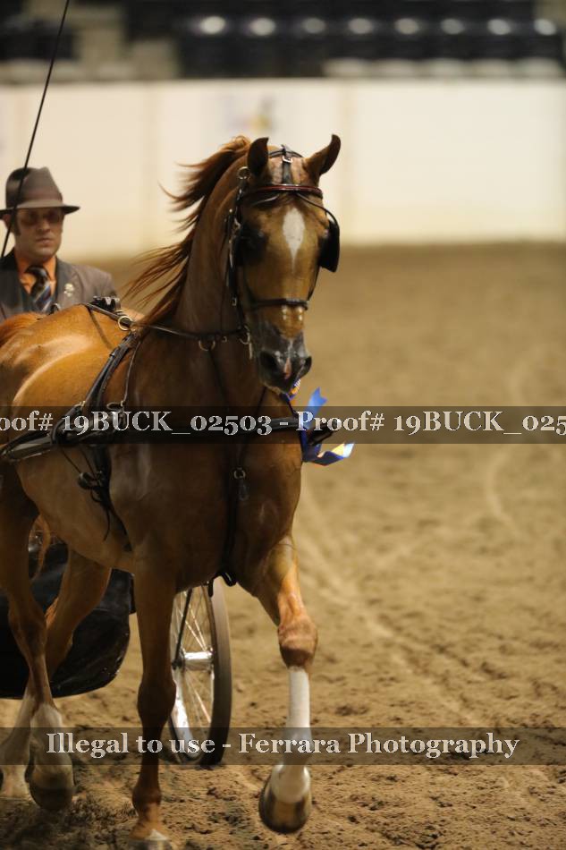 Proof 19BUCK_02503