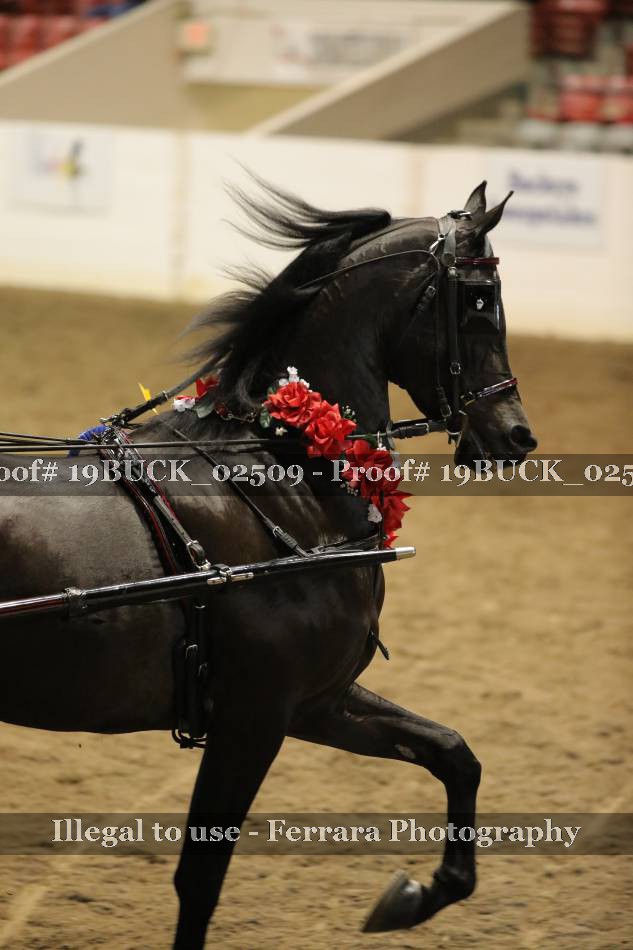 Proof 19BUCK_02509