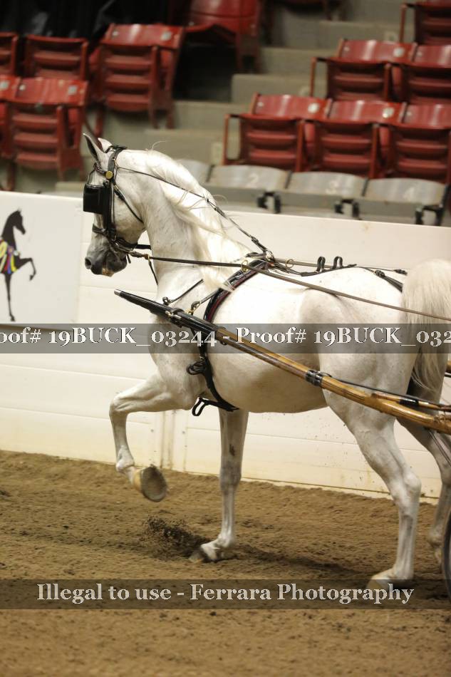 Proof 19BUCK_03244