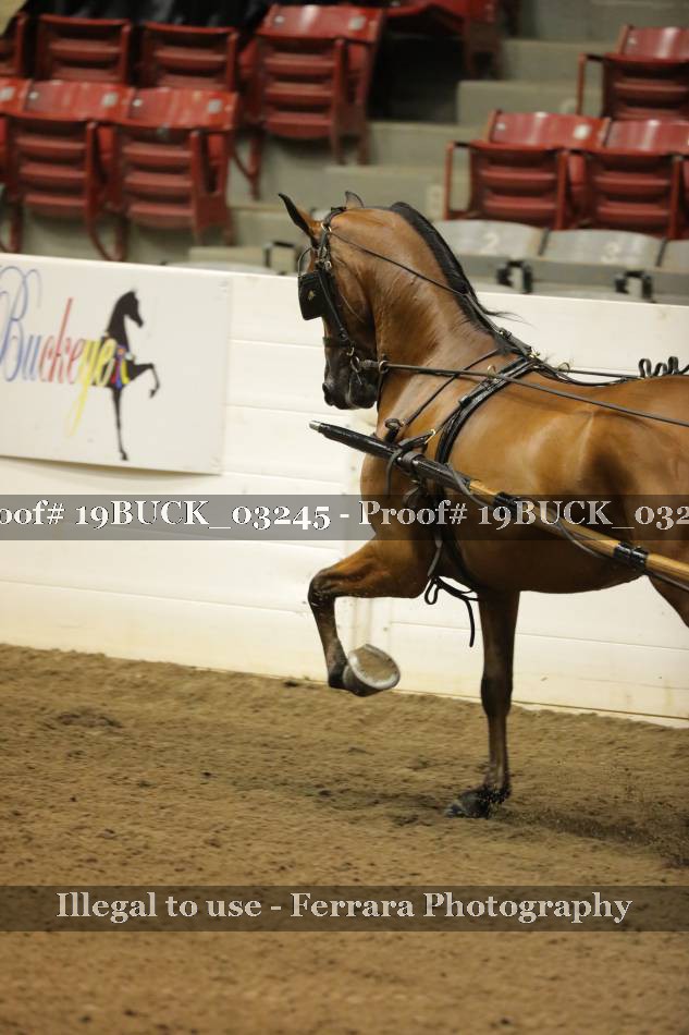 Proof 19BUCK_03245