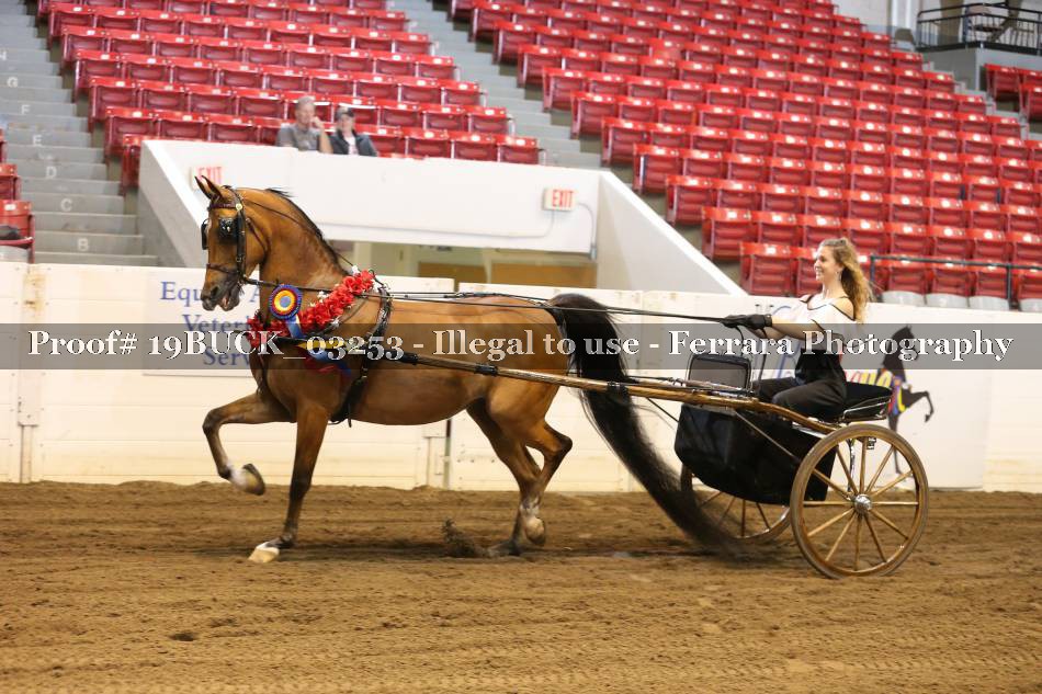 Proof 19BUCK_03253