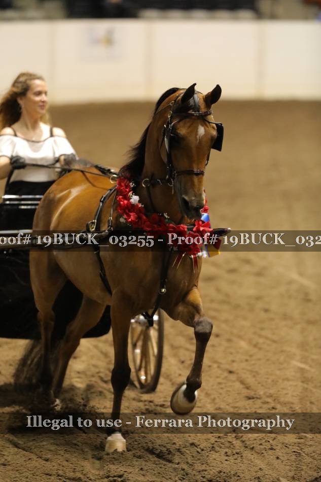 Proof 19BUCK_03255
