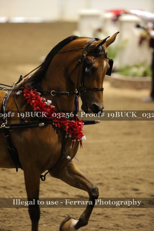 Proof 19BUCK_03256
