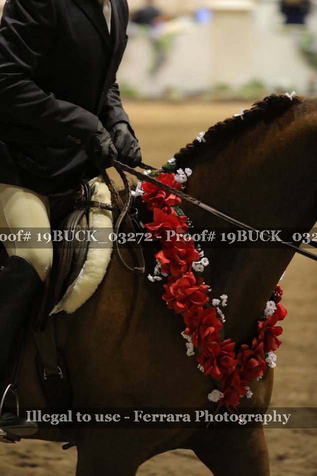 Proof 19BUCK_03272
