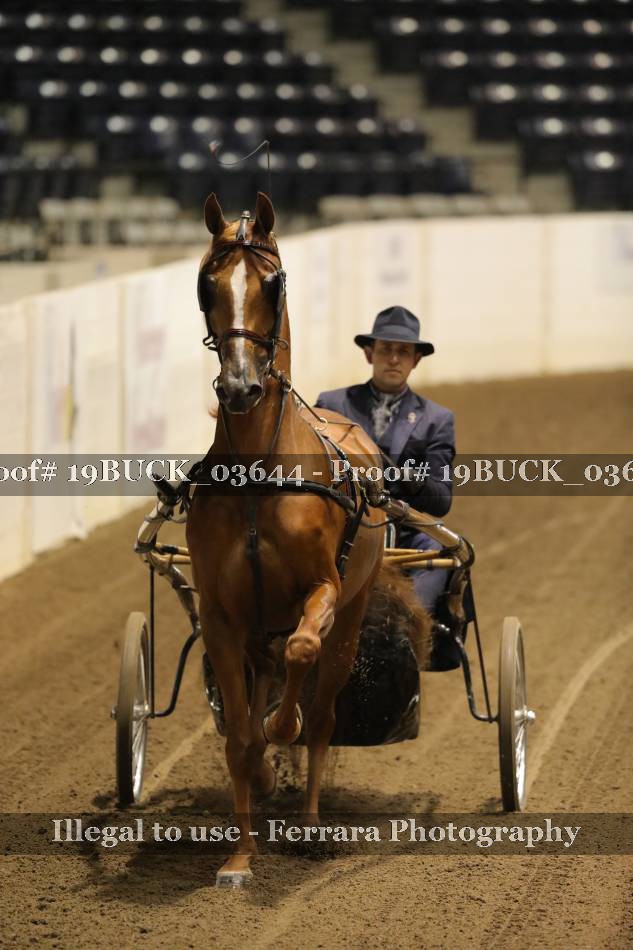 Proof 19BUCK_03644