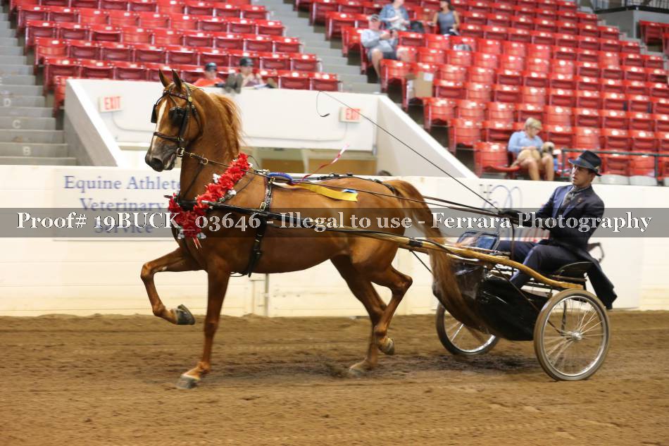 Proof 19BUCK_03646