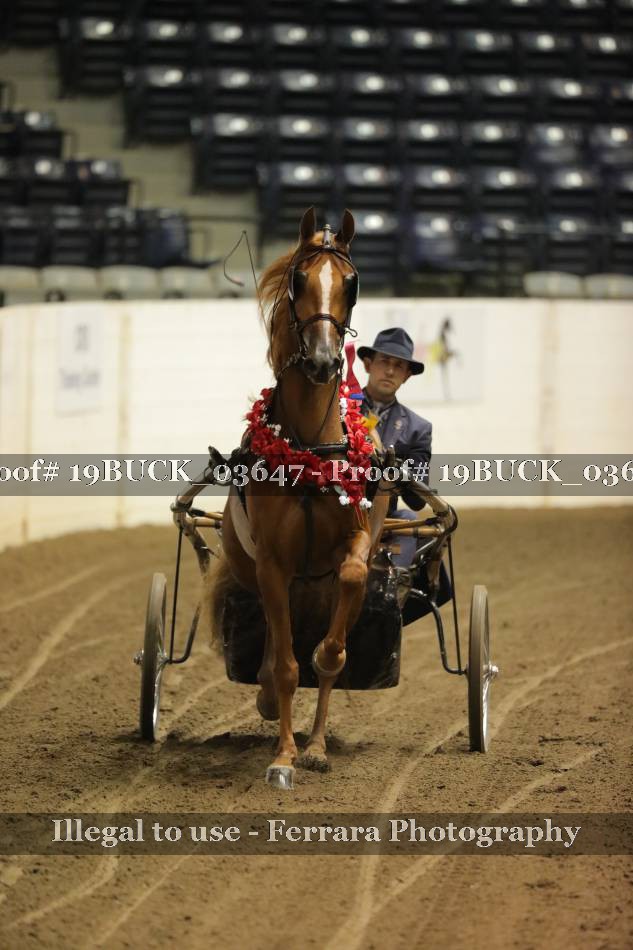 Proof 19BUCK_03647