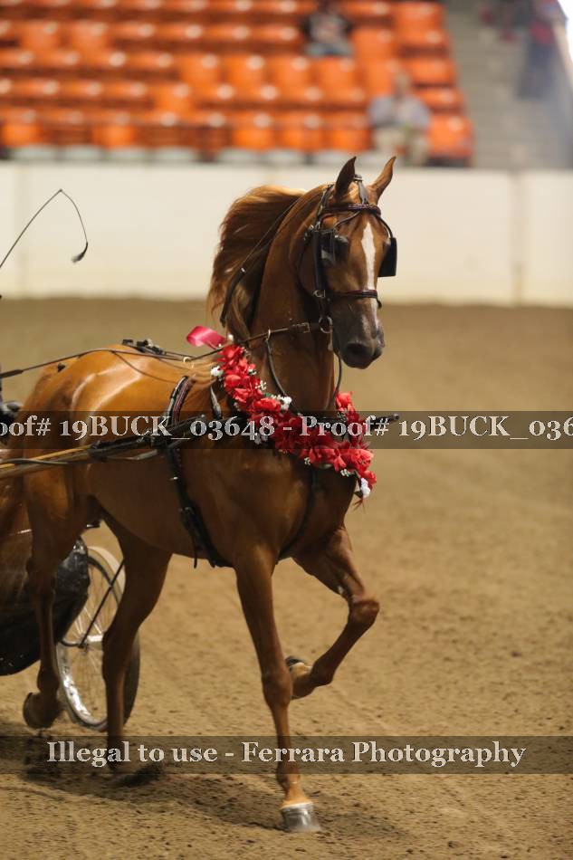 Proof 19BUCK_03648