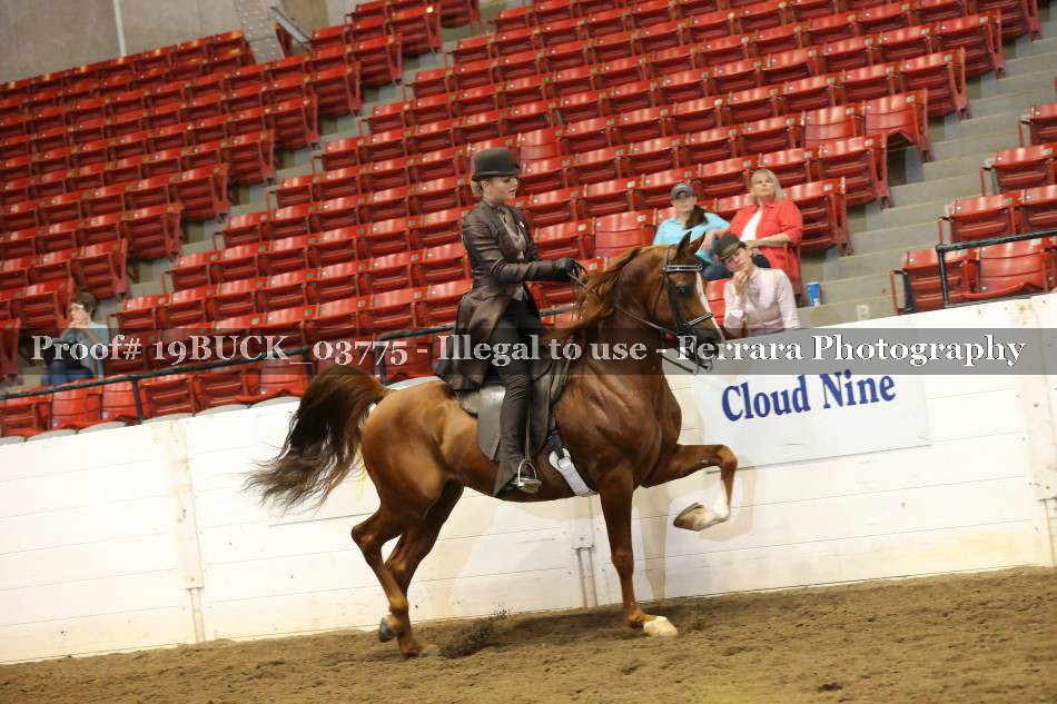 Proof 19BUCK_03775