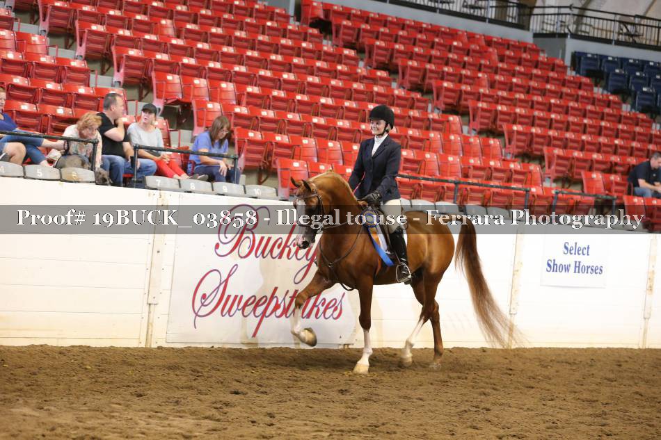 Proof 19BUCK_03858