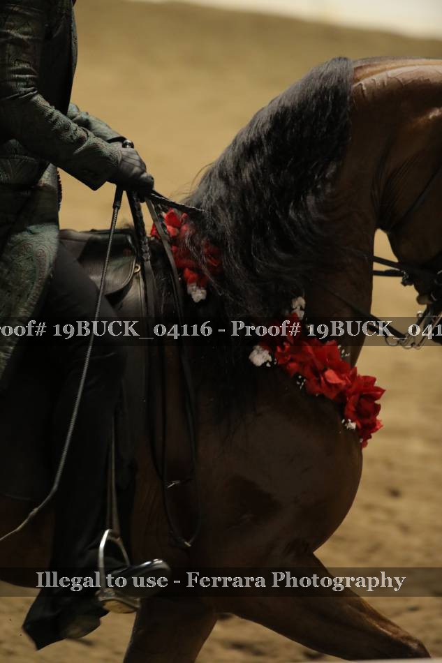 Proof 19BUCK_04116