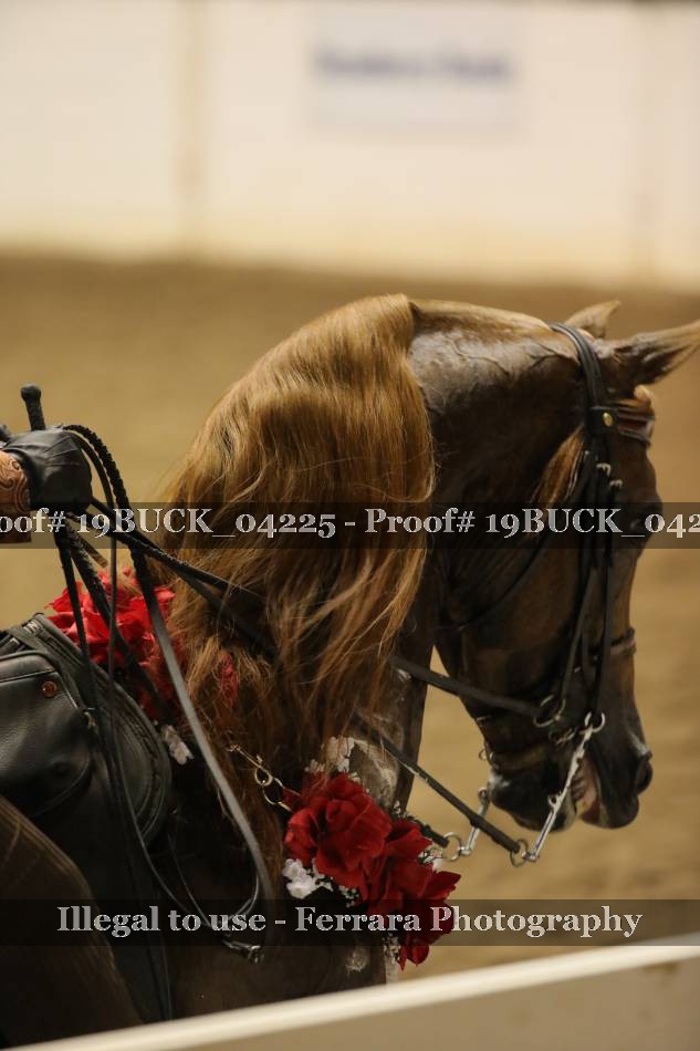 Proof 19BUCK_04225