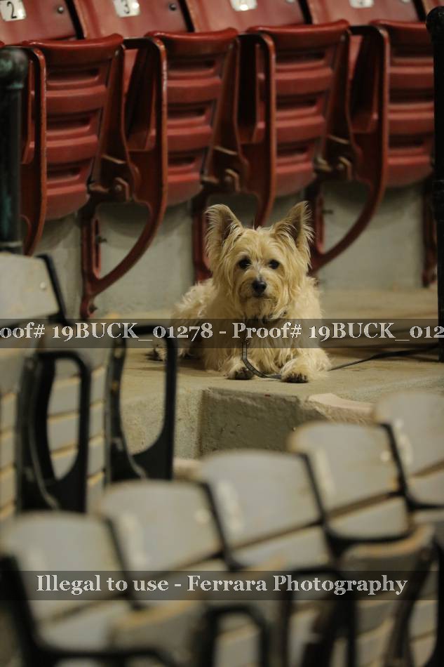 Proof 19BUCK_01278