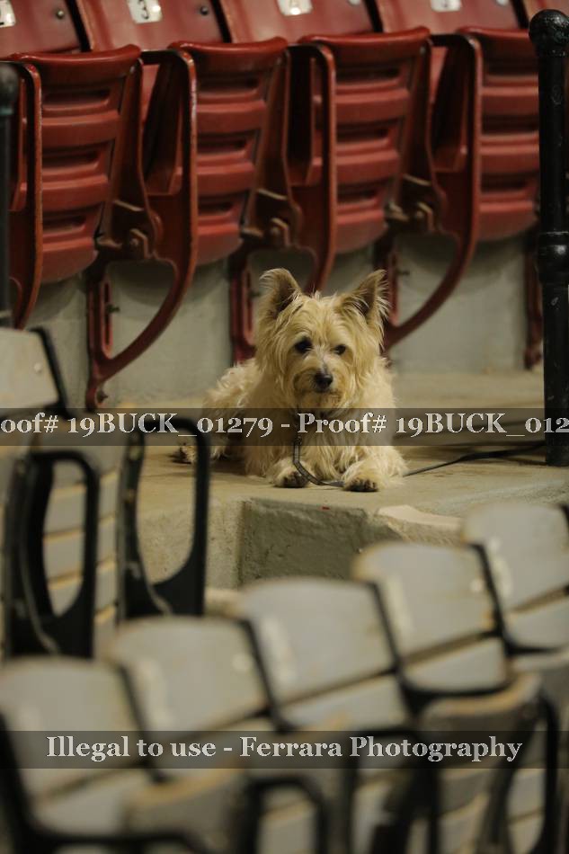 Proof 19BUCK_01279