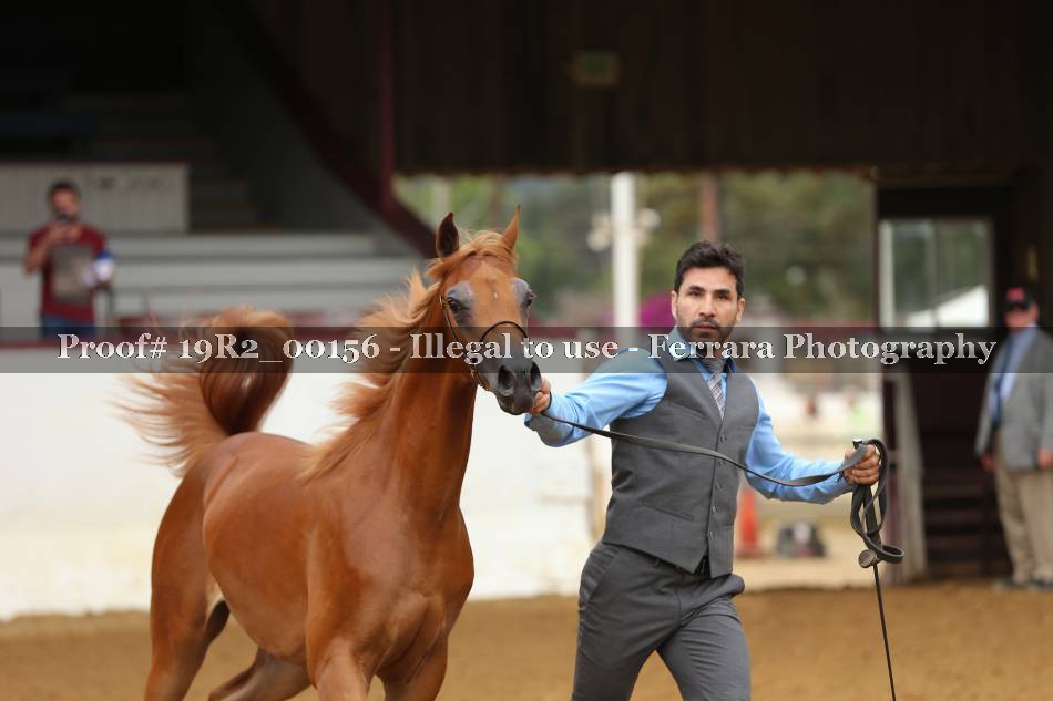 Proof 19R2_00156