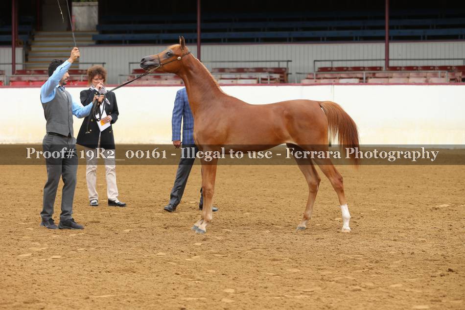 Proof 19R2_00161
