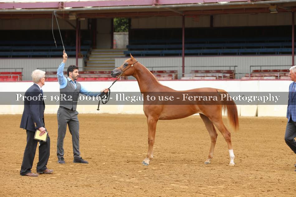Proof 19R2_00162