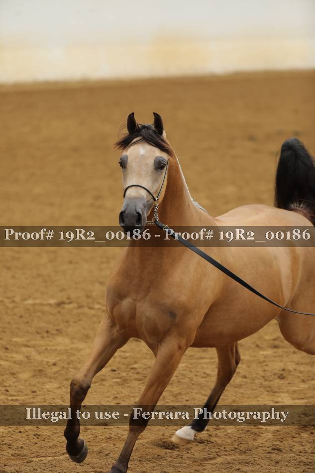 Proof 19R2_00186