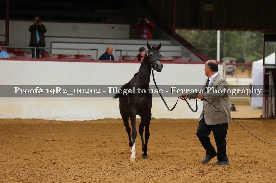 Proof 19R2_00202
