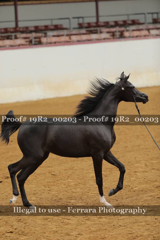 Proof 19R2_00203