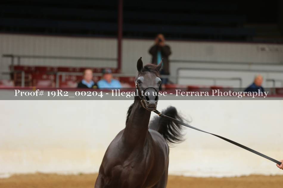 Proof 19R2_00204