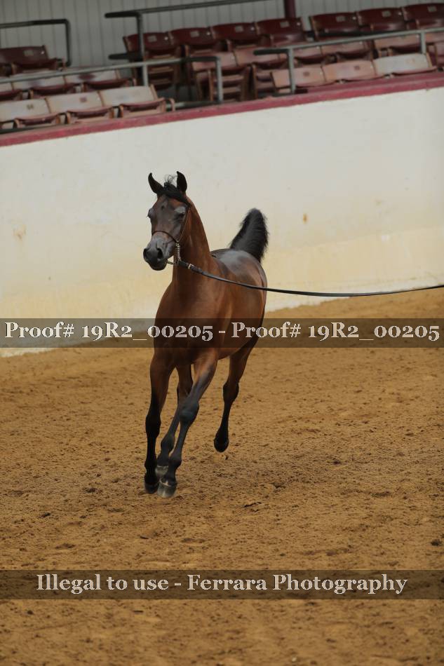 Proof 19R2_00205