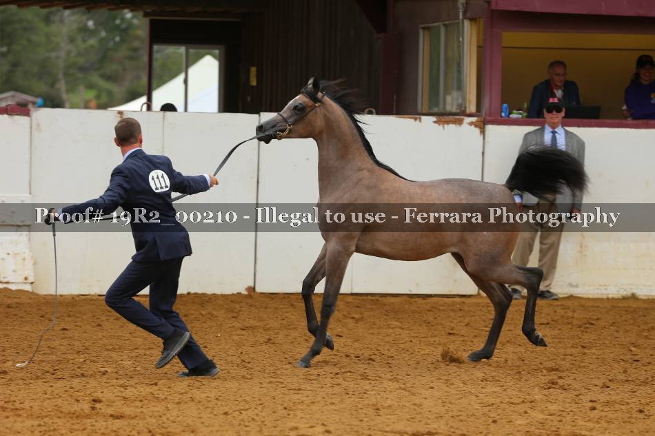 Proof 19R2_00210