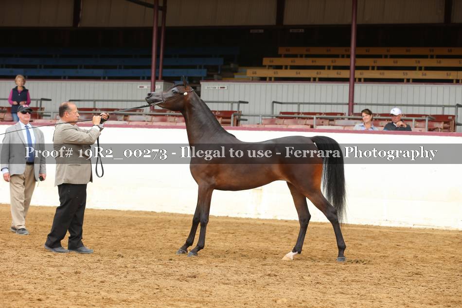 Proof 19R2_00273