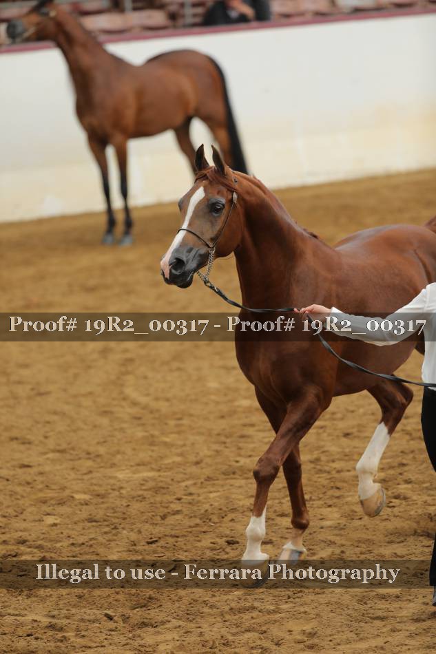 Proof 19R2_00317