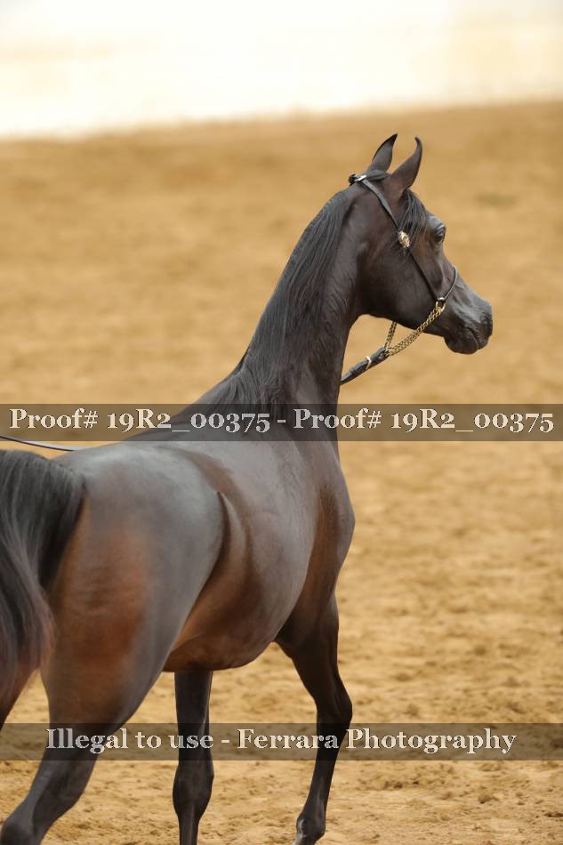 Proof 19R2_00375