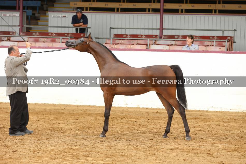 Proof 19R2_00384