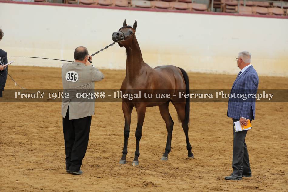 Proof 19R2_00388