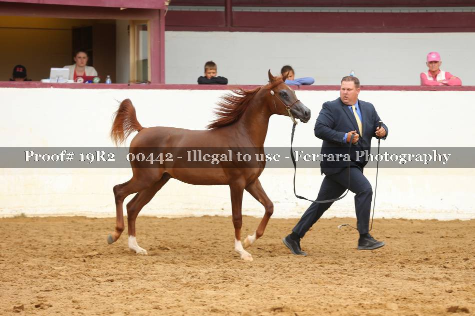 Proof 19R2_00442