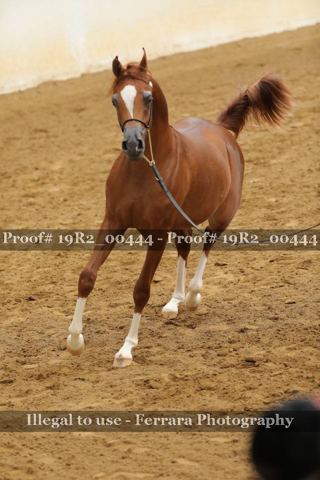 Proof 19R2_00444