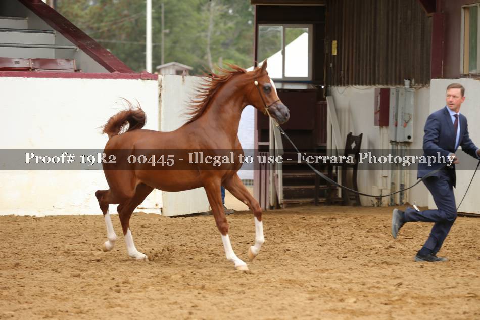 Proof 19R2_00445