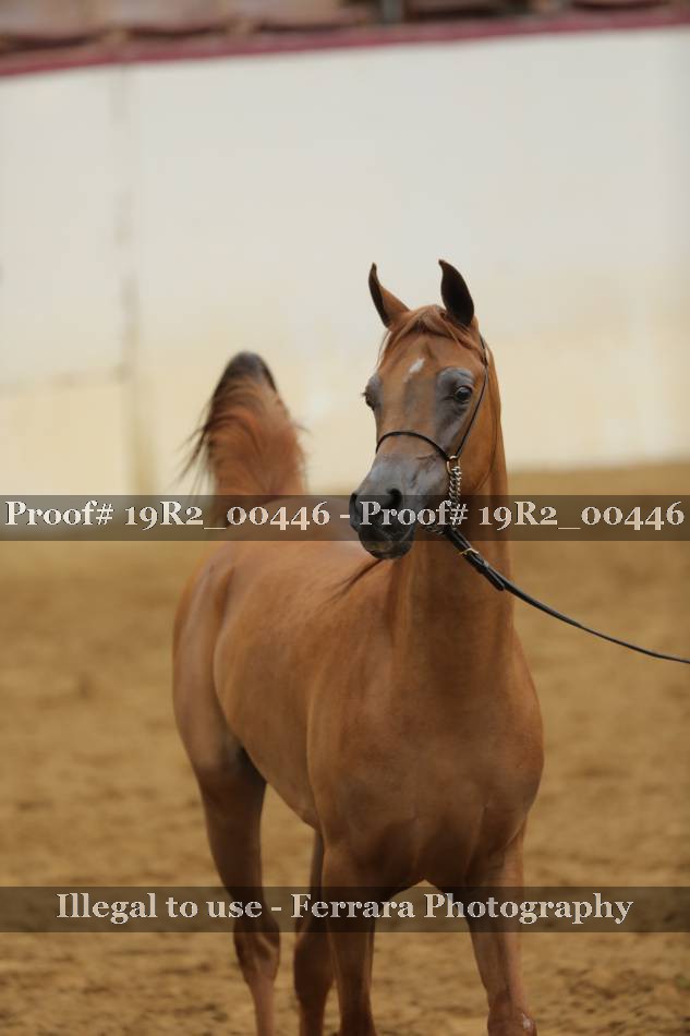 Proof 19R2_00446